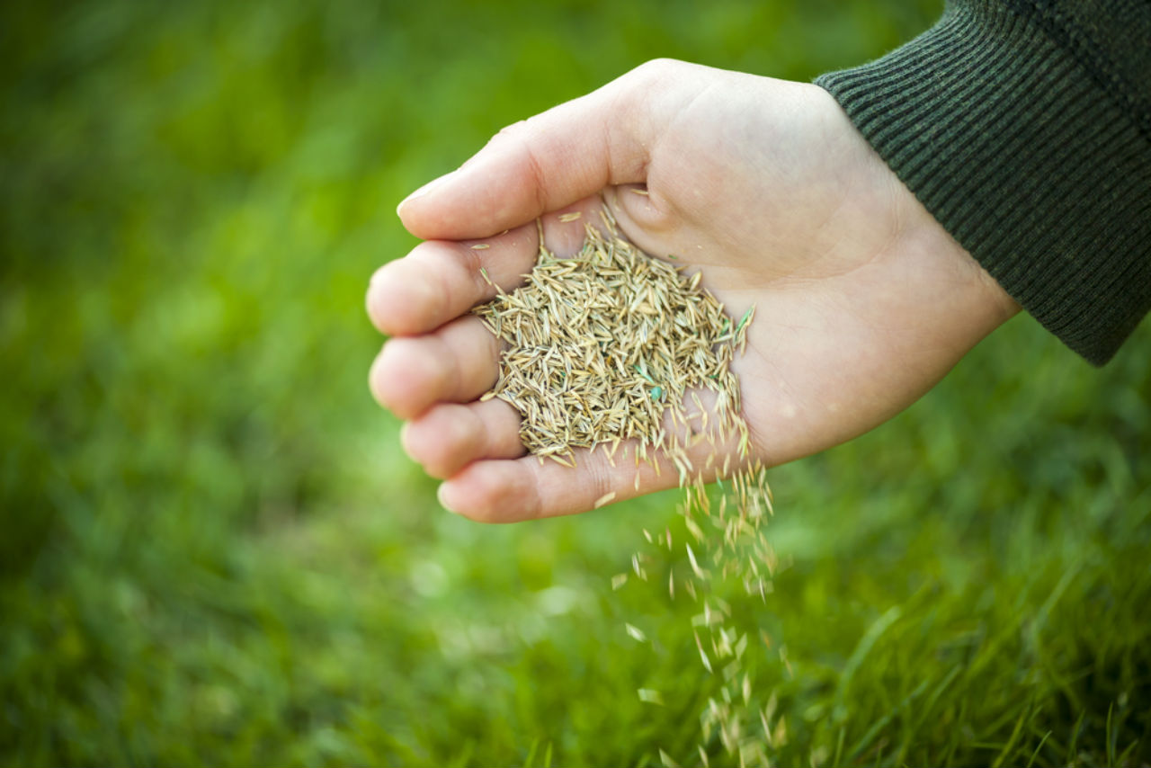 Overseeding Lawn