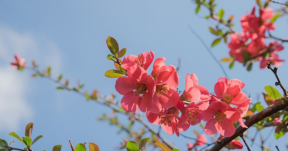 Spring Landscaping